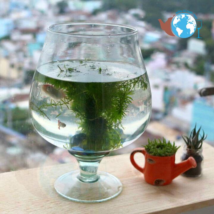 [HCM]Bể cá thủy tinh D14 CM X H16 CM chậu cây ly chân HCLC3 - Tặng kèm sỏi