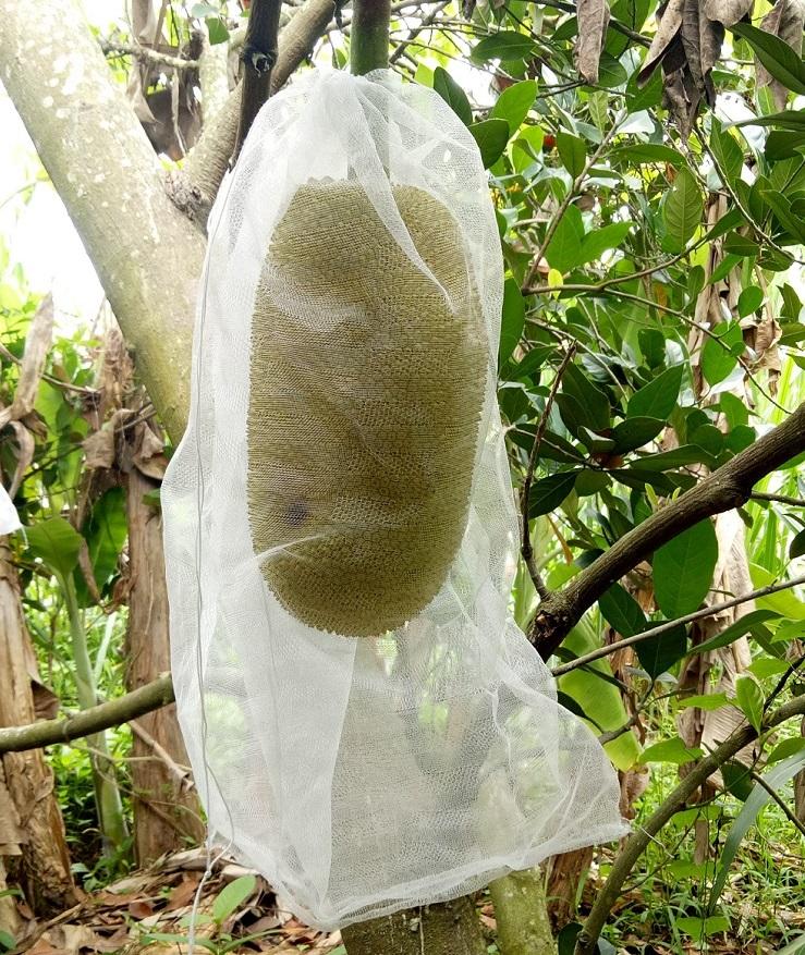 Bao mít 50x70cm vải mùng 100 cái