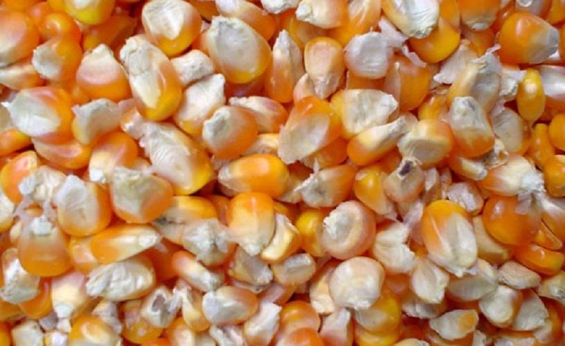 [HCM]Combo 2 túi bắp mỹ dùng để rang bơ như rạp chiếu phim