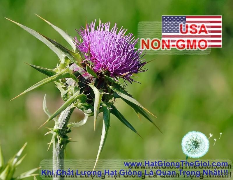 2GRAM 80.HẠT Hạt Giống Kế Sữa Gan Milk Thistle (KL| A4*X43*M228)