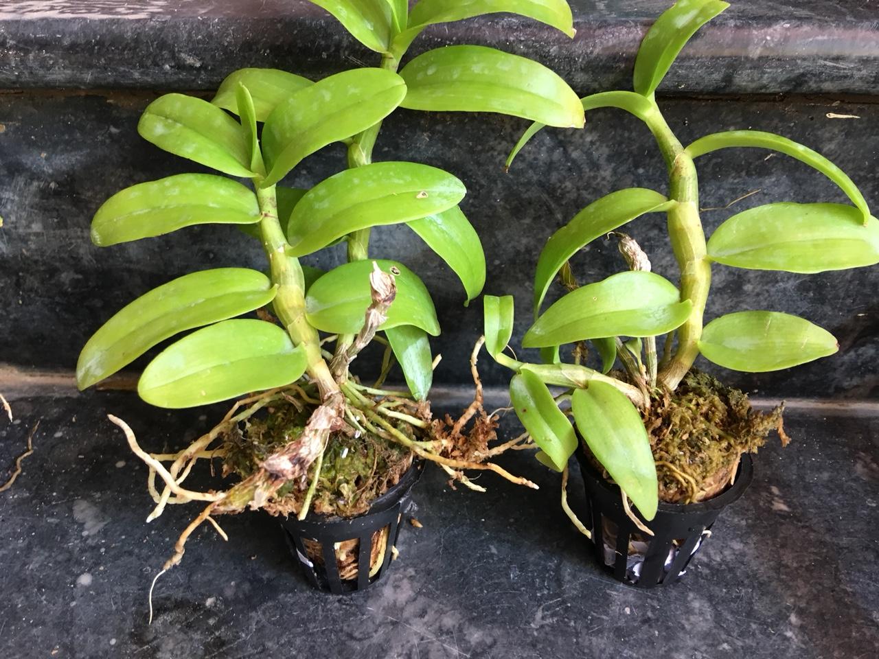 Lan trầm rồng đỏ giống ( Den Nestor)