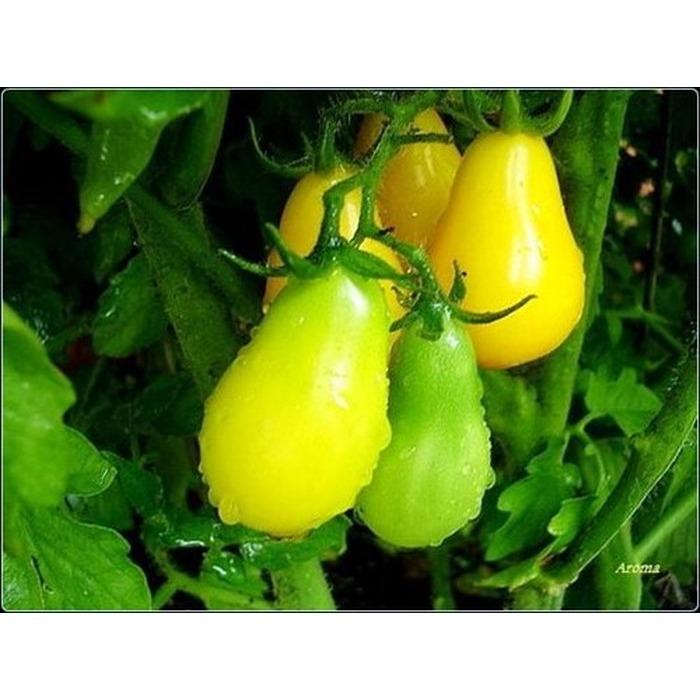 [HCM]Giống Cà Chua Quả Lê Vàng