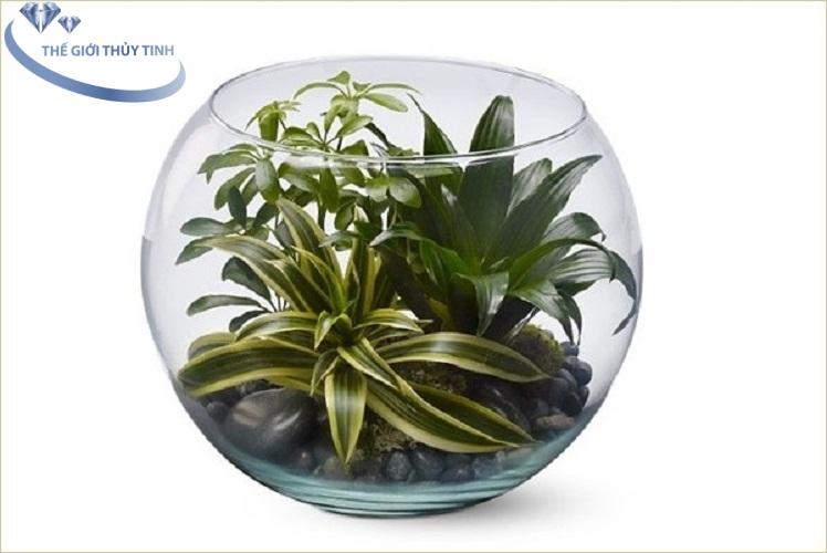 HỒ CÁ THỦY TINH BẦU BỂ CÁ D14cm x H12cm T01