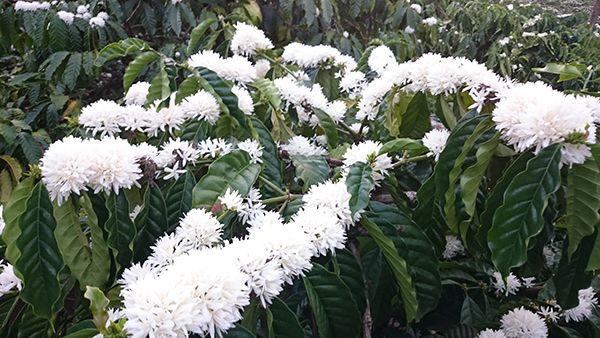 Bộ 2 Túi Cà Phê Arabica Loại Hạt 500g (Nhạt Cà Phê)