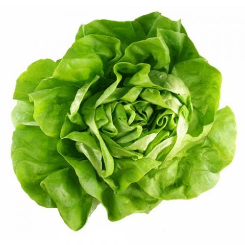 Hạt giống Xà lách mỡ (10g)