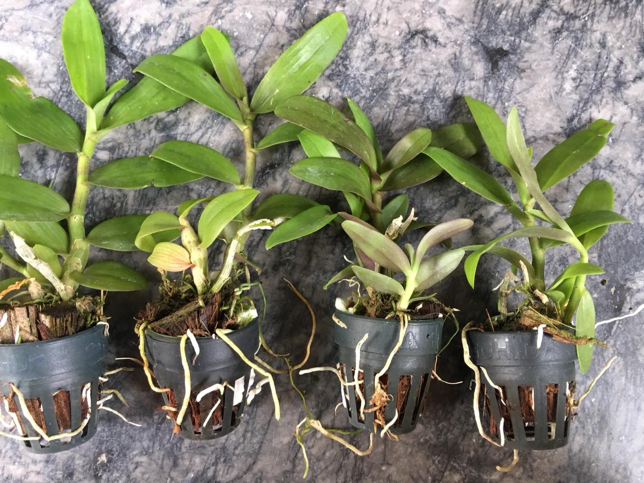 Phi điệp lai  giống(combo 4 cốc 4 màu )