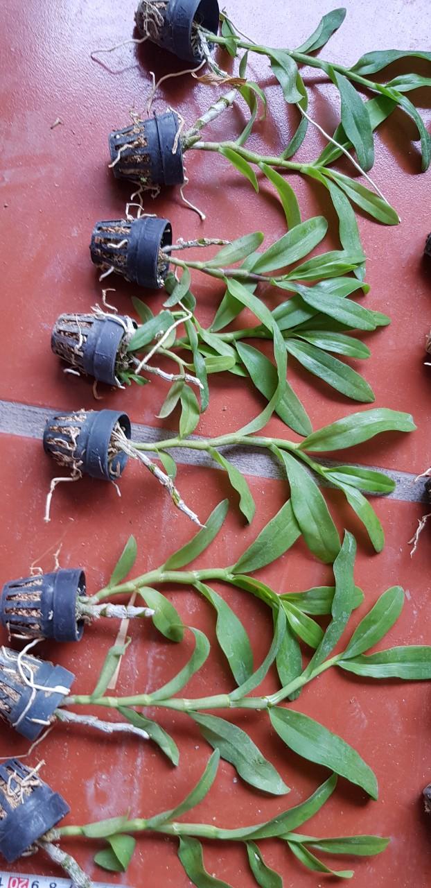 Giả hạc Hawai tím và trắng hàng giống( chậu 1 thân)