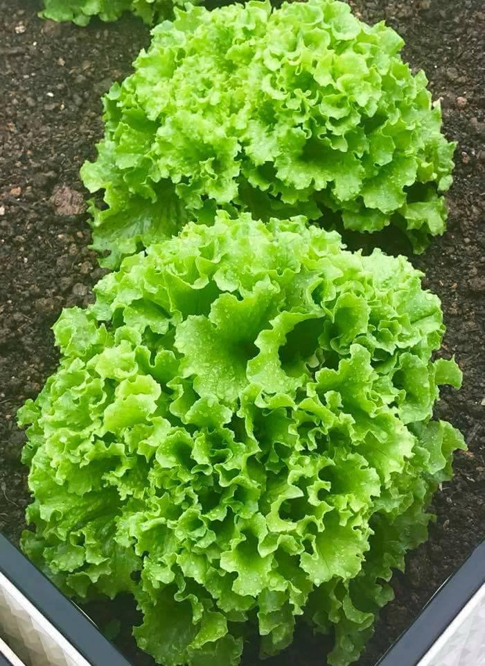 Combo 4 gói hạt giống xà lách ( xà lách xoăn tím- xoăn xanh - xà lách đăm - xà lách chịu nhiệt)