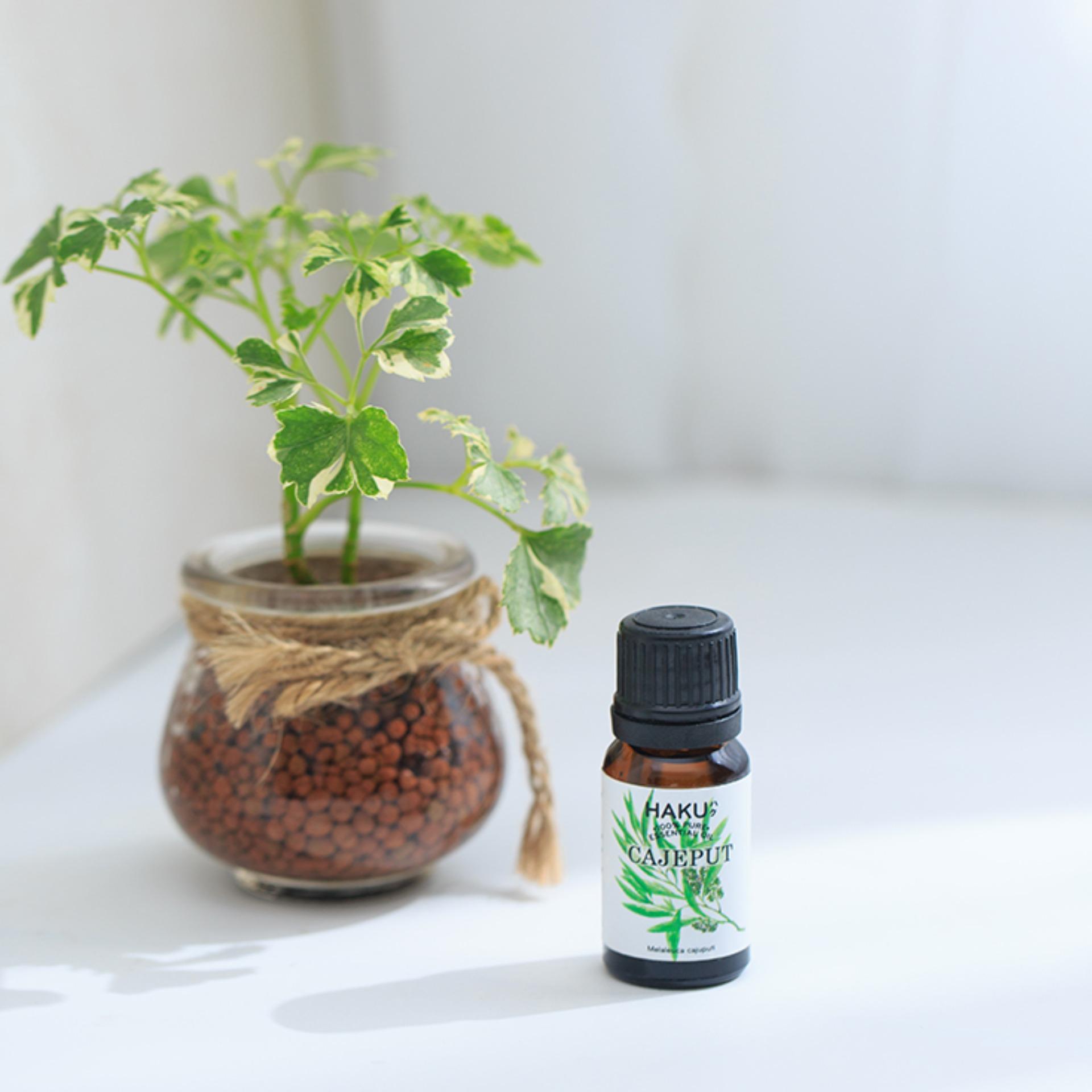 Tinh Dầu Tràm Gió HAKU 10ml