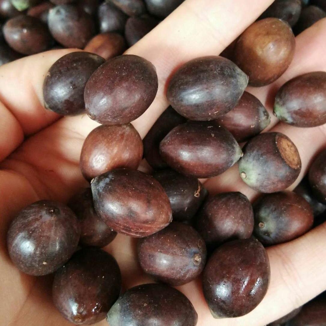 Hạt sen tươi chưa tách vỏ 1kg