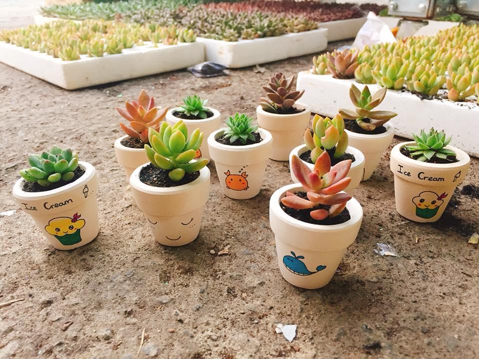 Combo 10 chậu sen đá mini cute