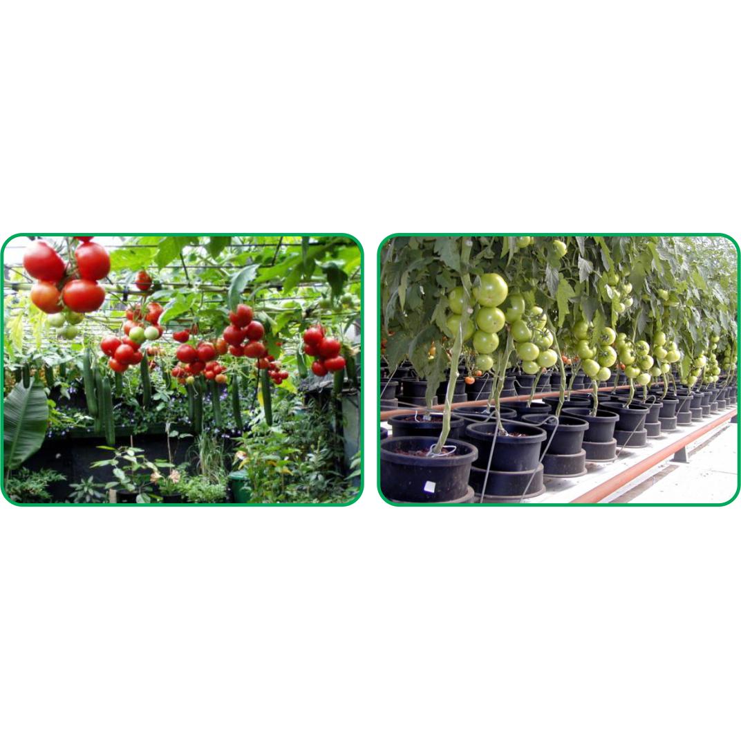 Dinh dưỡng thủy canh DƯA LƯỚI - Hydro Fruity