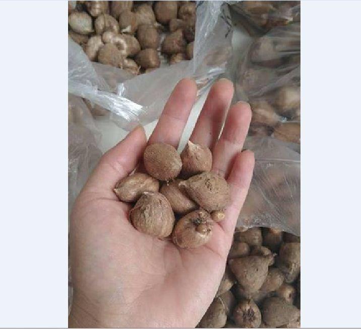 Củ giống hoa lan nam phi hoa màu trắng hồng ( 1 củ kèm 1 viên nén ươm củ)
