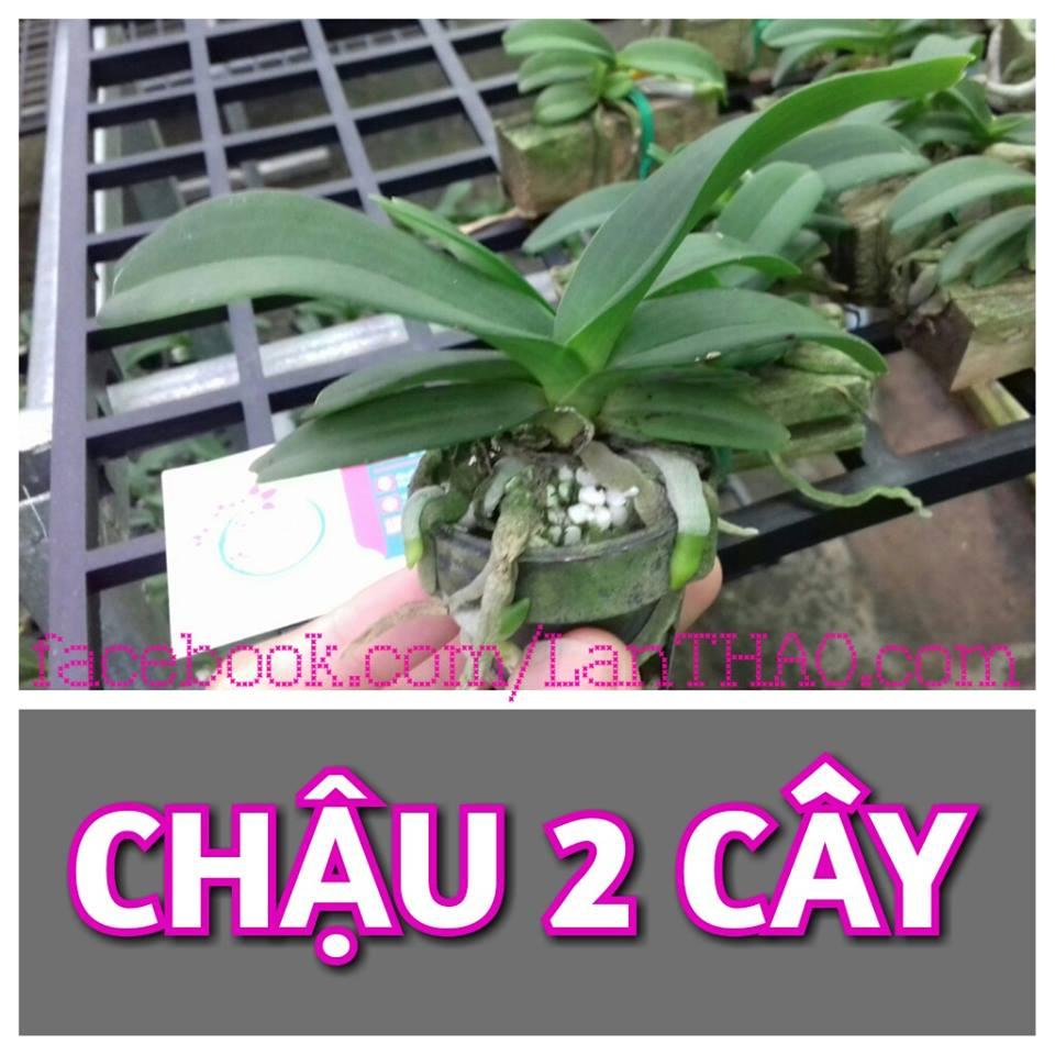 Ngọc điểm bò sữa Giống cốc 2 thân(chậu 2 cây)