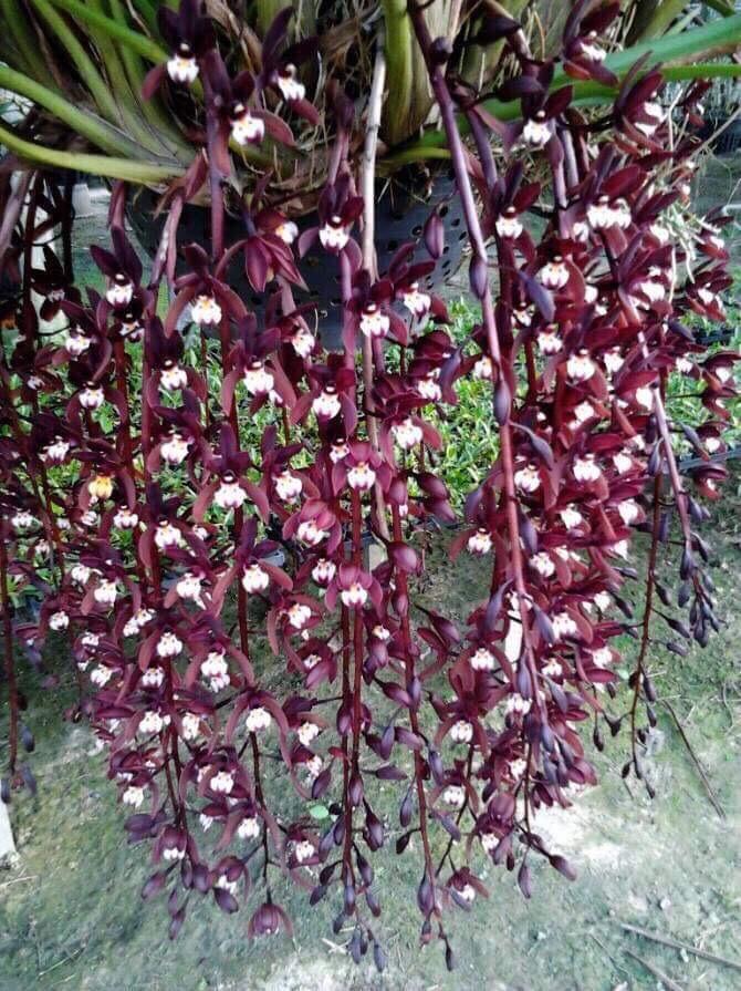 Kiếm đỏ cây trưởng thành ( Xích Ngọc) + ( Tặng 3 cây chè xanh)