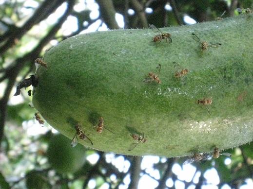 Thuốc diệt ruồi đục trái - Vizubon-D