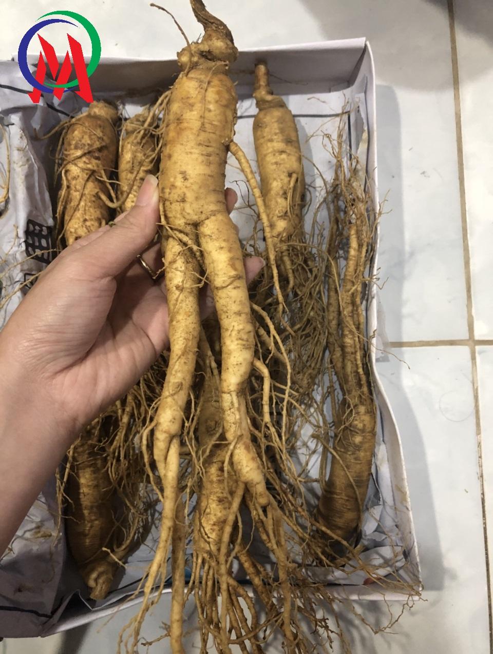 NHÂN SÂM TƯƠI XÁCH TAY HÀN QUỐC LOẠI CỦ LỚN