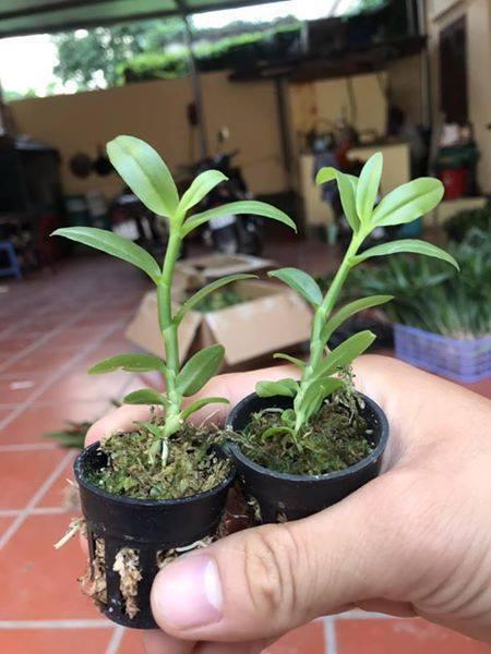 phi điệp 5 ct phú thọ hàng gieo hạt