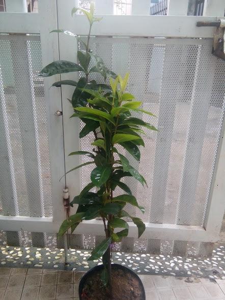 Cây mẫu đơn ta, hoa to, màu đỏ