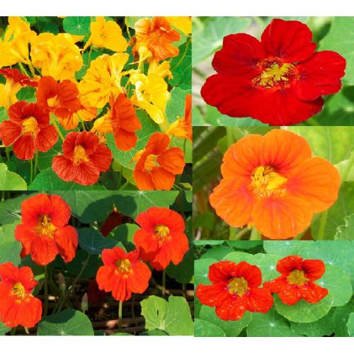 [HCM]Hạt Giống Hoa Sen Cạn Nhiều Màu (Tropaeolum) Đức - KLT 10 hạt