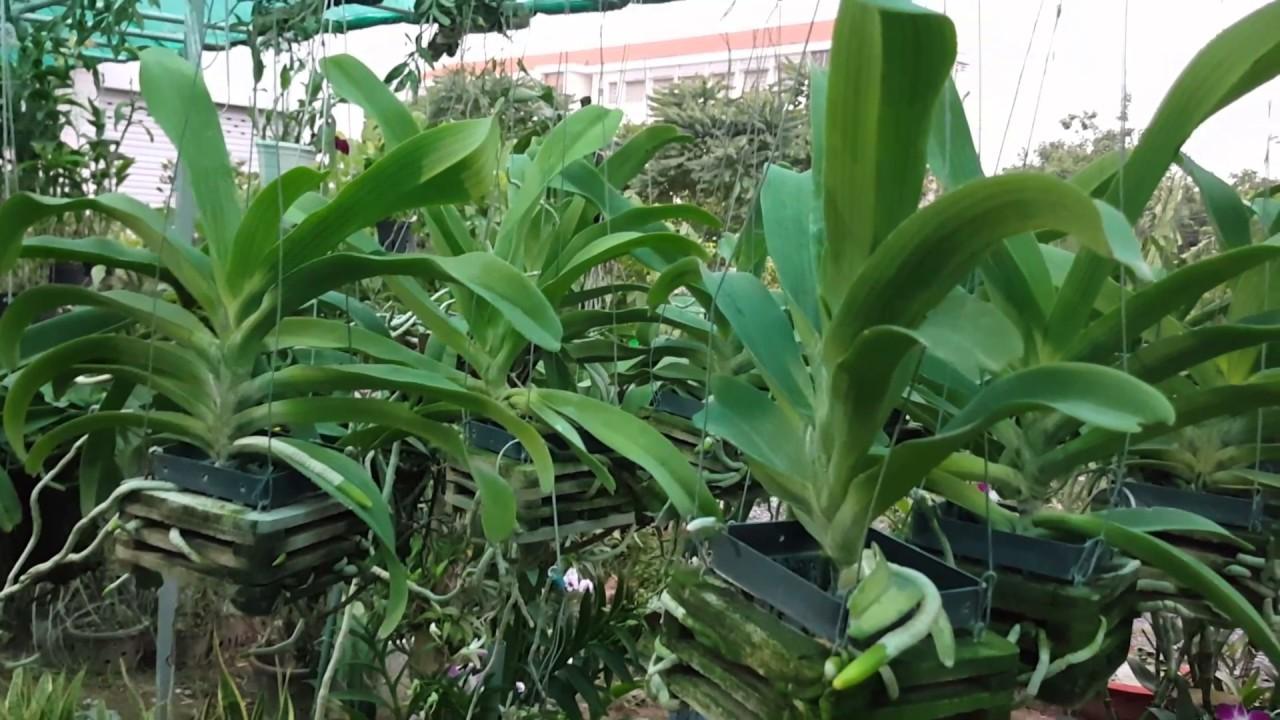 3 packs Package for orchid filter Hai Hai Duong (490g / pack)