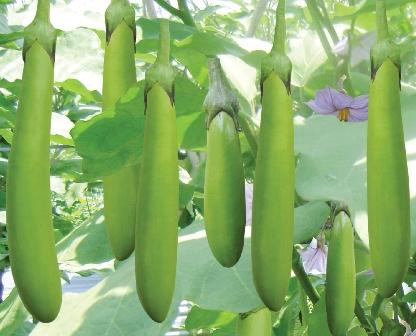 Hạt Giống Cà Xanh Mỡ Trái Dài Dễ Trồng