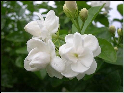 Tinh dầu Hoa Lài (Hoa Nhài ) 10% 