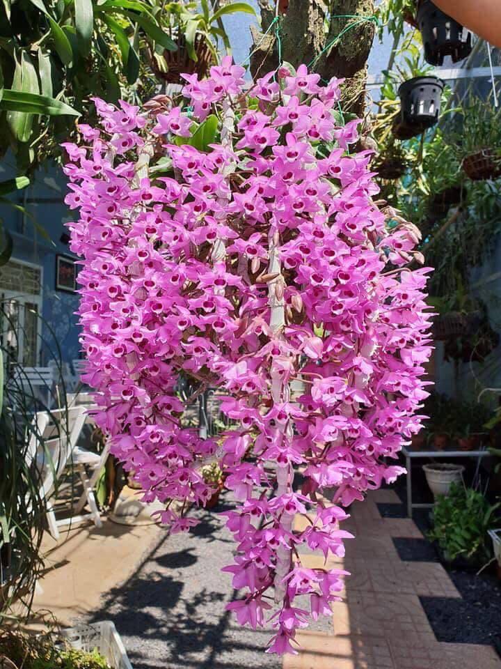 Trầm palashi bảng giống