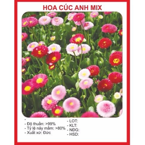 [Lấy mã giảm thêm 30%] Hạt Giống Hoa Cúc Anh (100 hạt)