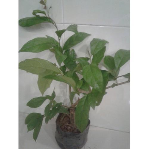cây xạ đen, 4-5 cây/bầu