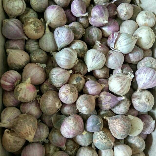 Tỏi cô đơn 1kg