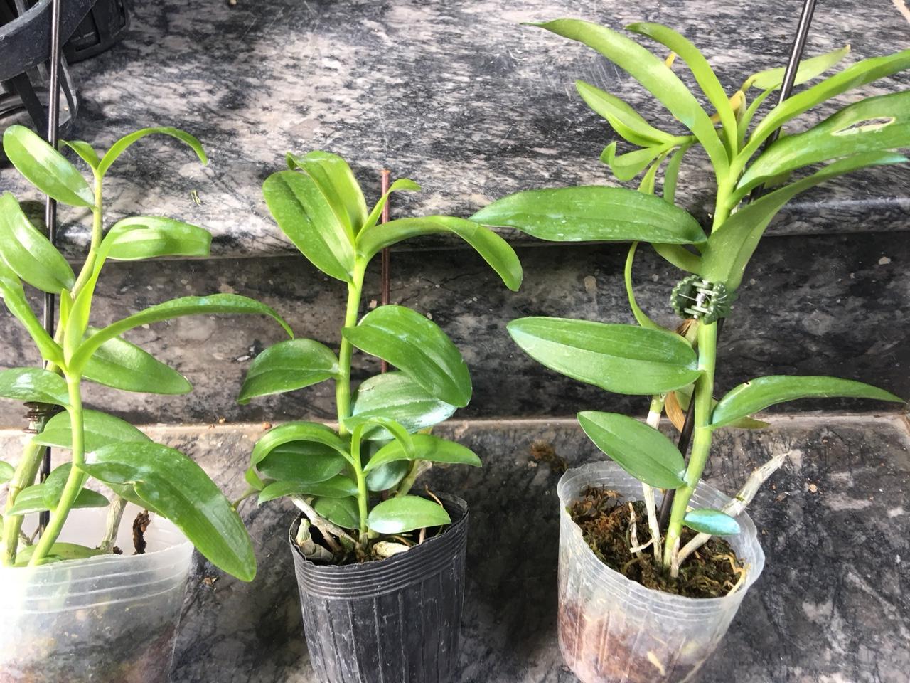 Châu Như Cây năm 2 giống