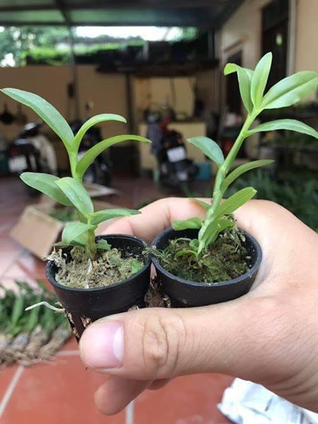 phi điệp 5 ct phú thọ hàng gieo hạt