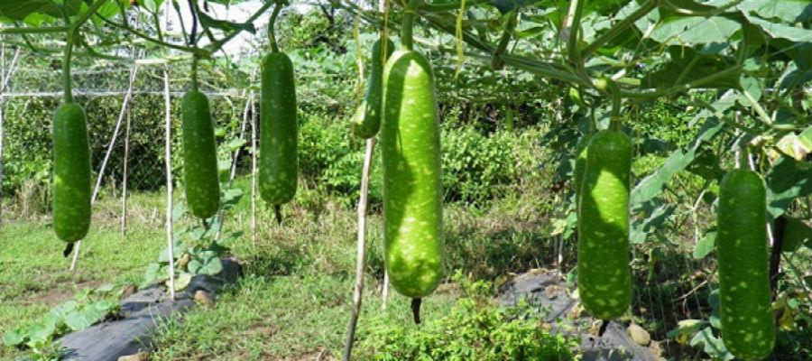 Hạt giống  bầu sao quả ngắn