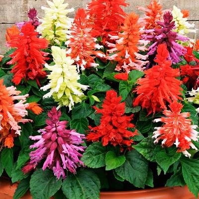 Hạt giống hoa xác pháo mix  màu - 50 hạt