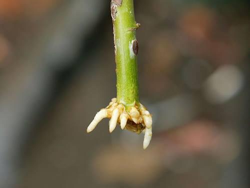 Kích thích ra rễ cực mạnh - Rooting Strong