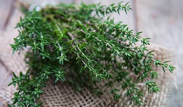 [HCM]HẠT GIỐNG CỎ XẠ HƯƠNG SV (THYME)-KLT 30 hạt .