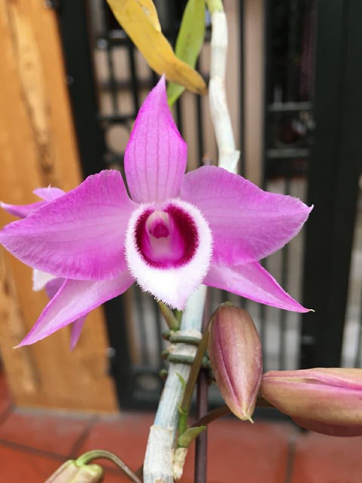 Trầm Hồng long môi tuyết