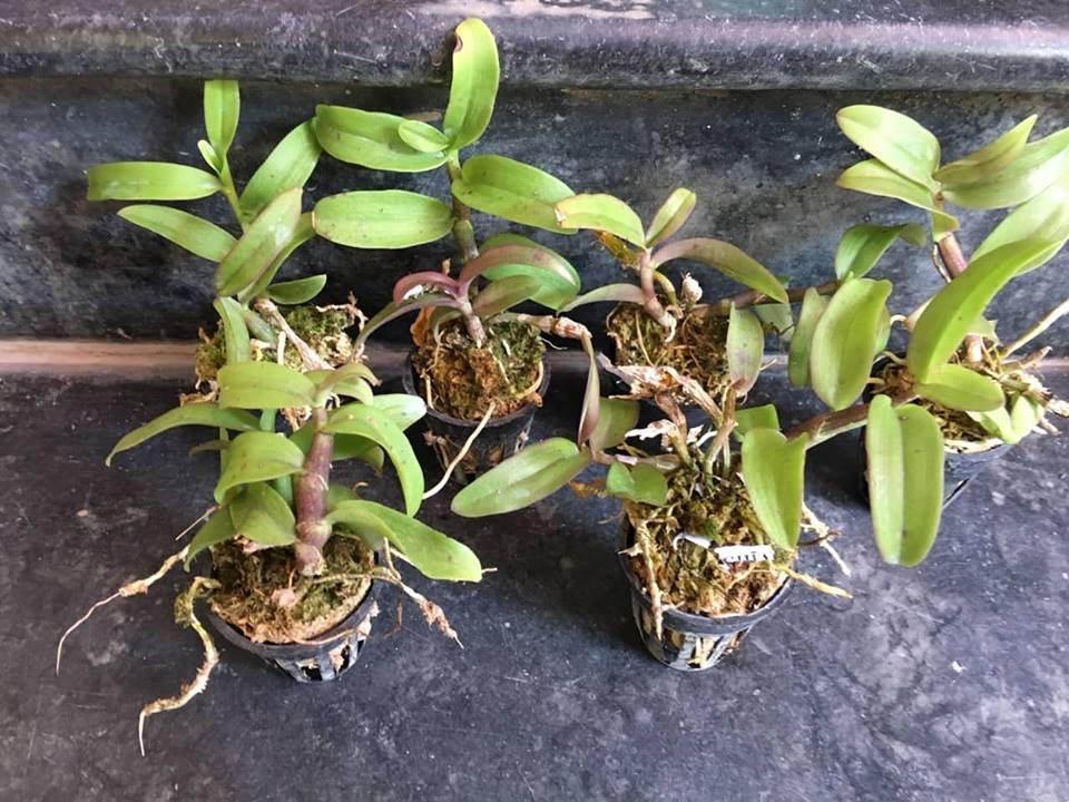 Lan Pháp Lai Trầm Cây giống