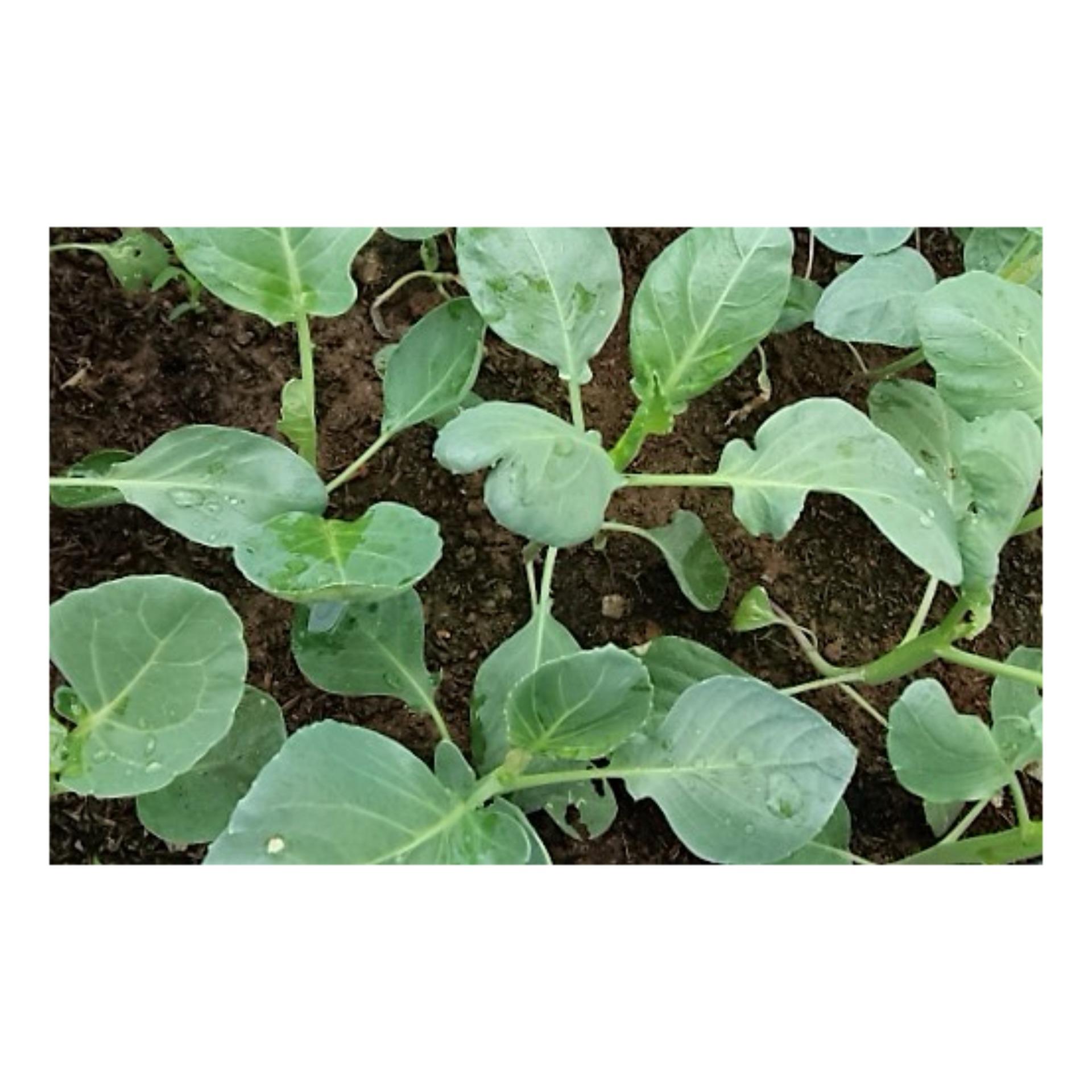 [HCM]Hạt giống Cải Rổ  PN  - 10g