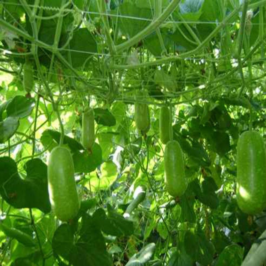 Hạt giống cây bầu sao quả ngắn