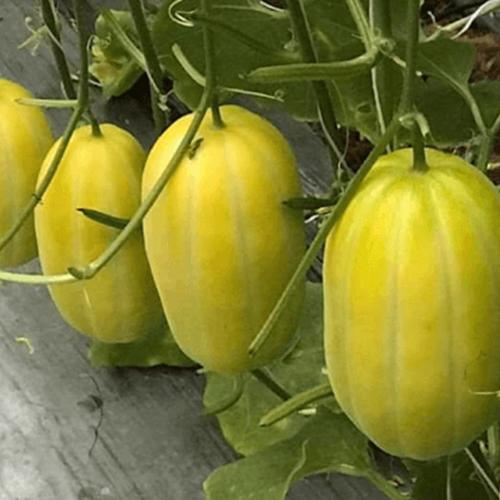 Hạt Giống Dưa Thơm Hàn Quốc F1. Túi 10 Hạt