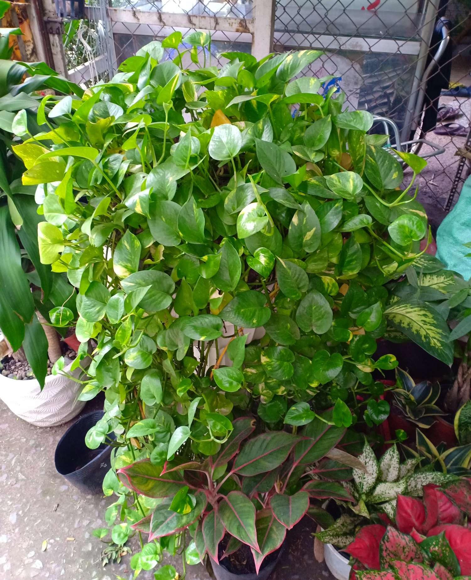 [HCM]Trầu Bà Ta - Trầu Bà Thái Lan