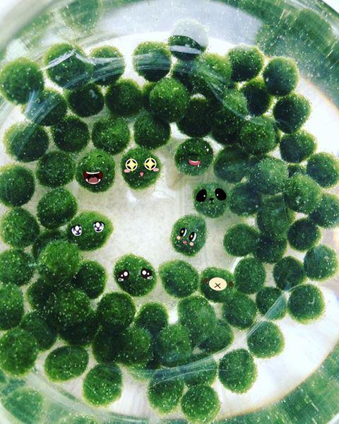 Combo 2 pé Marimo, tảo cầu Nhật Bản giá rẻ