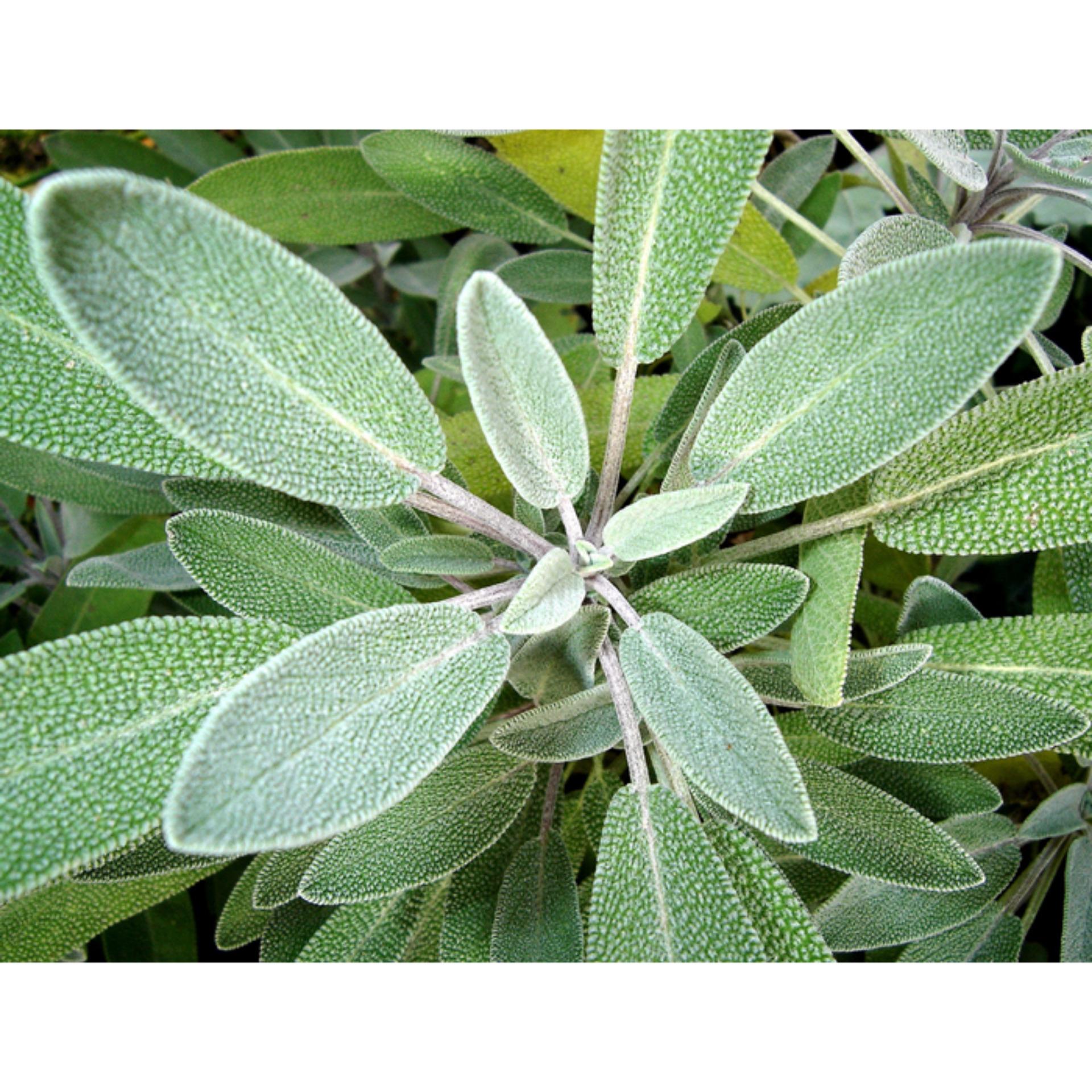 Hạt giống Cây Xô thơm