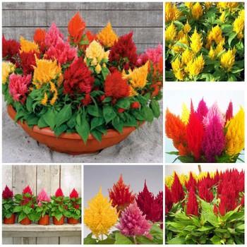 Hạt giống hoa Màu Gà Lửa (100 hạt)