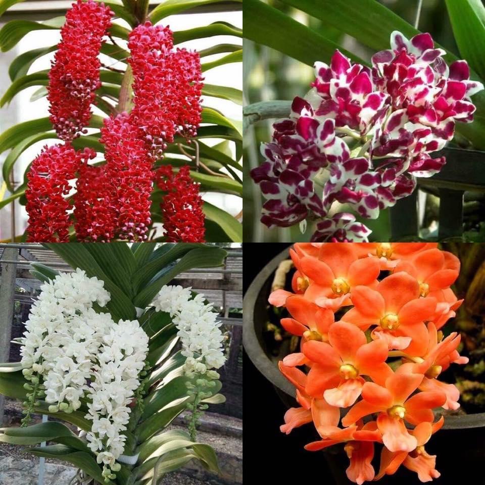 Ngọc điểm chậu giống