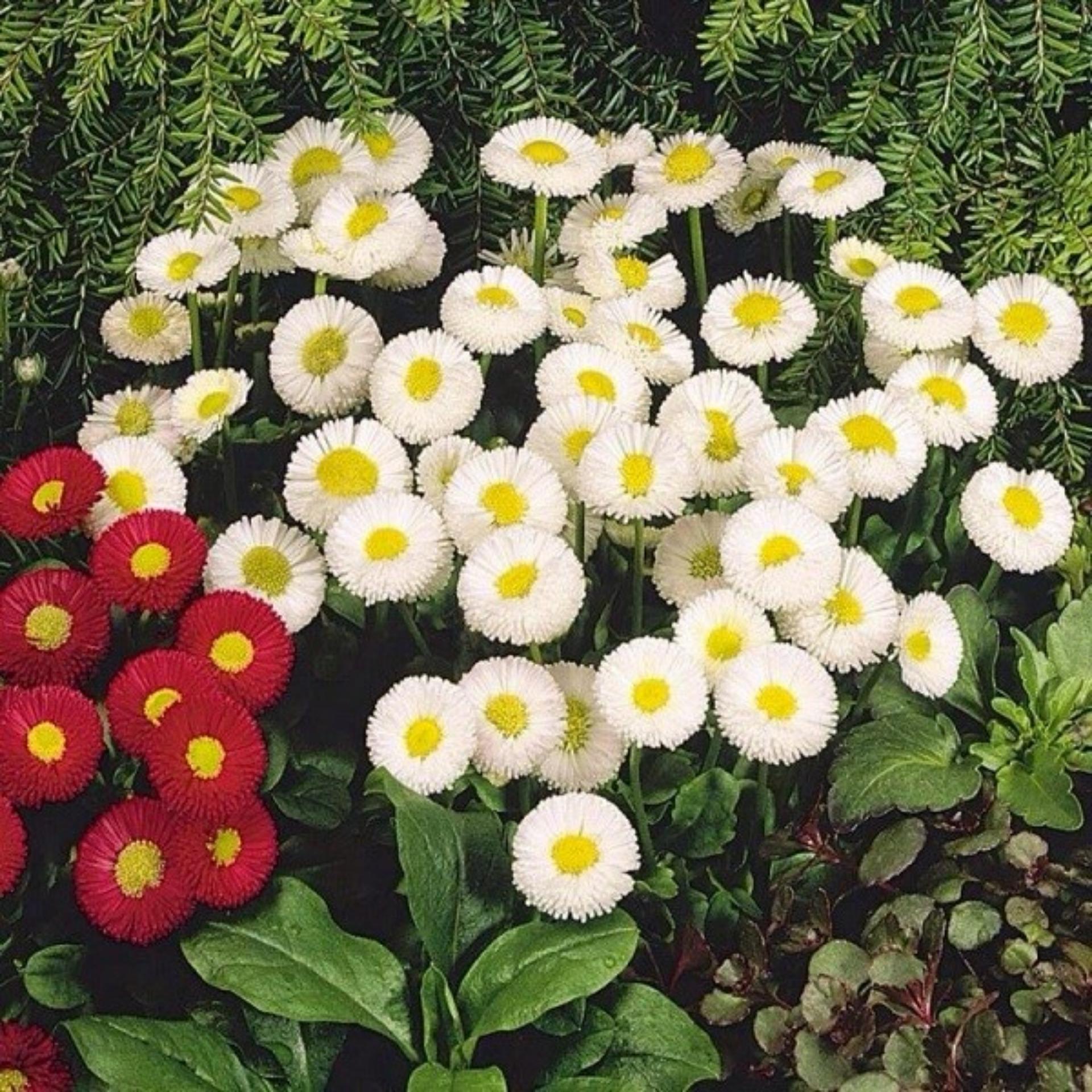 Hạt giống hoa Cúc Anh mix