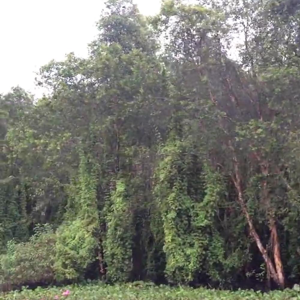Tinh dầu Tràm gió 100% tự nhiên Aotanica
