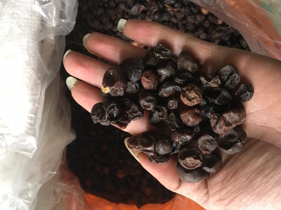 Quả mắc mật rừng Tây bắc 100g khô